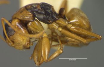 Media type: image; Entomology 21594   Aspect: habitus lateral view